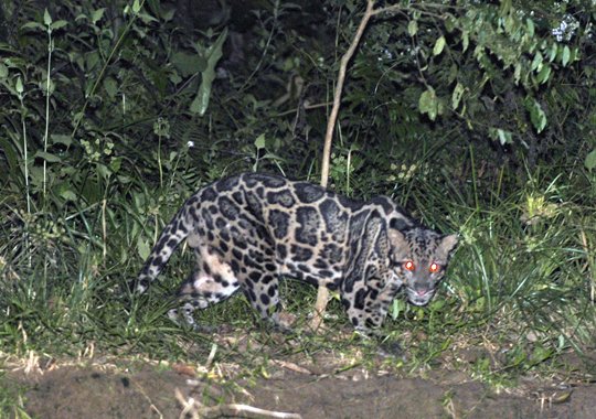 Endangered Bornean Clouded Leopard facing habitat loss - Rain forest ...